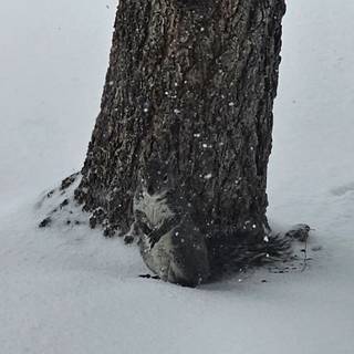 Squirrel in the snow