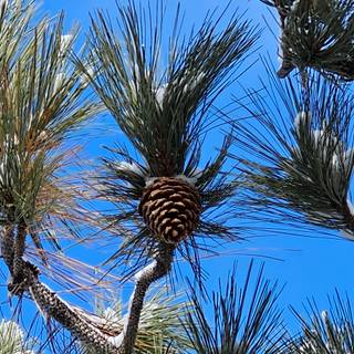 Pine Cone