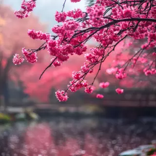 Blossom Serenity