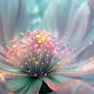 Amazing Flower Wallpaper For Iphone And Computer