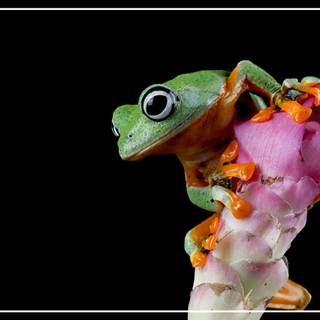 FROG ON A FLOWER