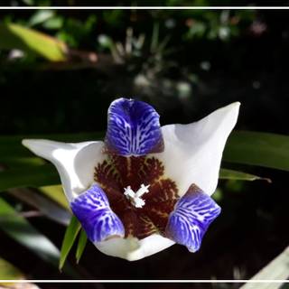 WALKING IRIS IN MY GARDEN