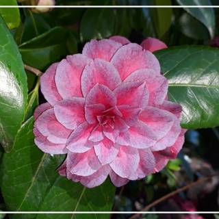 MY CAMELLIA FLOWER