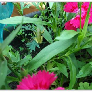 TINY FROG IN MY GARDEN