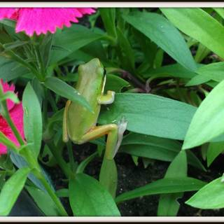 TINY FROG IN MY GARDEN