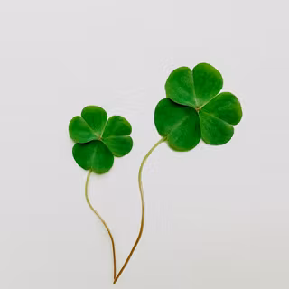 4 leaf clover