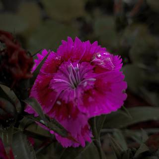 Dianthus HD wallpaper