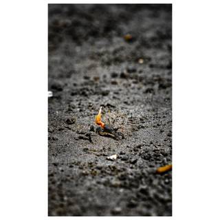 One handed crab hd wallpaper 