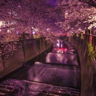 美しすぎます !