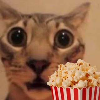 Retard 1 of the four retards