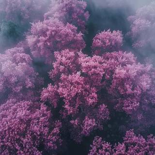 Blossom Dream