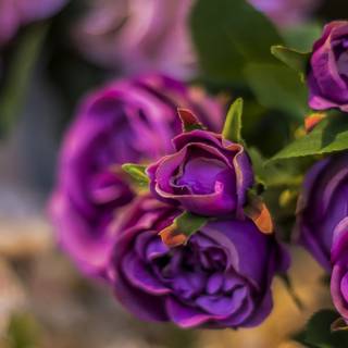 Trandafiri de gradina