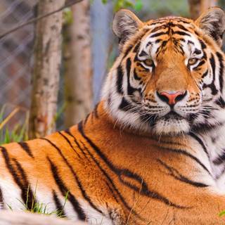 tigru bengalez