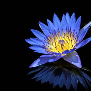 nufăr cu flori albastre