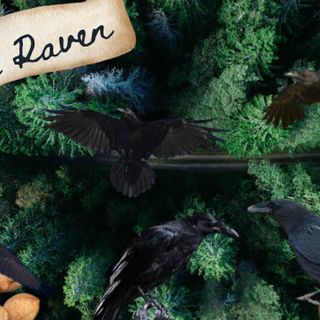 For all the Raven Therians