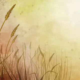 Wheat
