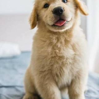 golden retreiver