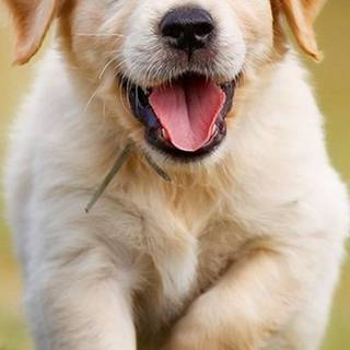 golden retriever