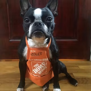 Home Depot Boston Terrier Employee named Violet