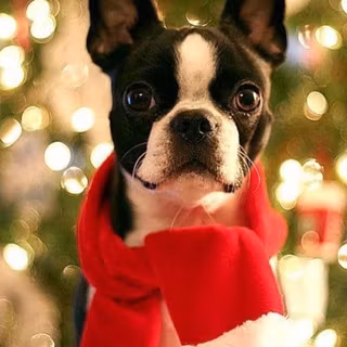 Christmas Scarf on a Boston Terrier