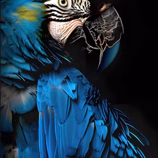 Macaw