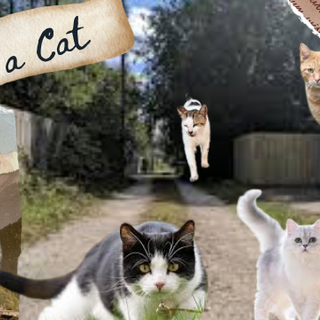 For all the Cat Therians