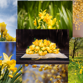 Aesthetic Yellow Spring Wallpaper