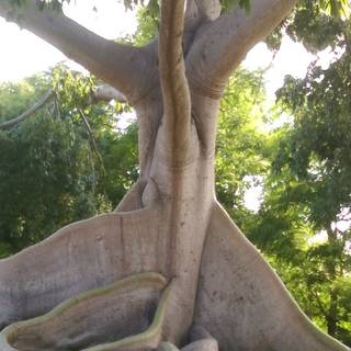 Ceiba Tree