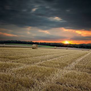 Crops Landscape