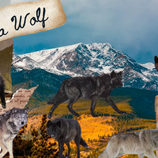 For all the Wolf Therians