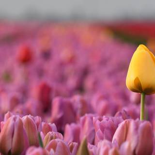 Yellow Tulip Among Purple Ones
