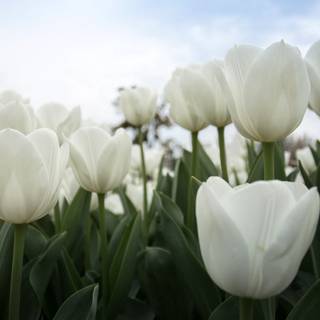 White Tulips