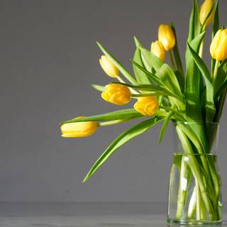 Yellow Tulips