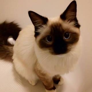 ･ ⟢ ⋮ Siamese cat icon༝.