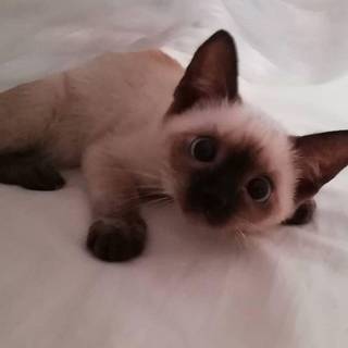 ･ ⟢ ⋮ small Siamese cat/kitten  ゛༝.