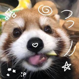 ･ ⟢ ⋮ red panda icon  ゛༝.