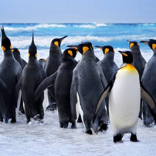 4k penguin desktop wallpaper