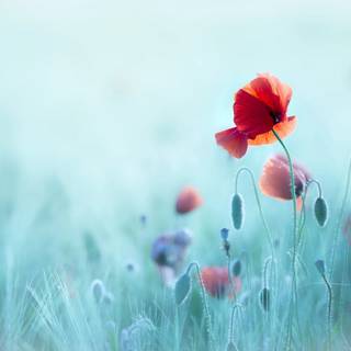 Plimbare pe covorul de maci