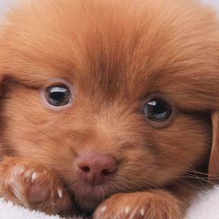 Nova Scotia Retriever