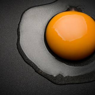 Egg Photography