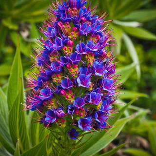 Echium candicans