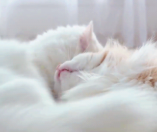 ･ ⟢ ⋮ white cat icon/pfp  ゛༝.