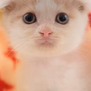 Kitten