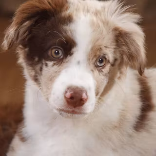 Aussie puppy