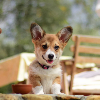 Corgi puppy