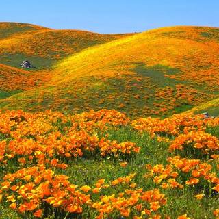 ･ ⟢ ⋮ orange flower field banner/header/wallpaper ゛༝.