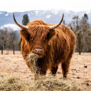 Highland Cows