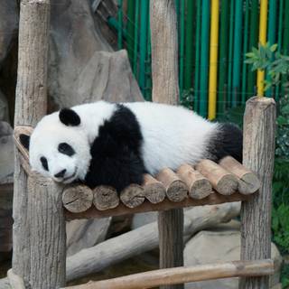 Giant Panda Wallpaper