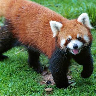 Red panda