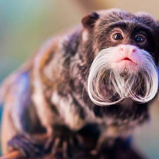 Moustache Monkey Wallpaper